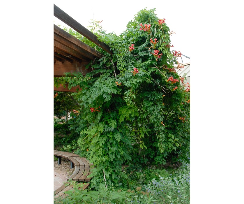 Trumpet Vine